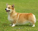 Welsh Corgi Pembroke 9F095D-04